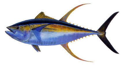 0104_Yellowfin