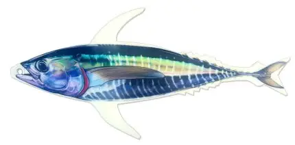Single Fin