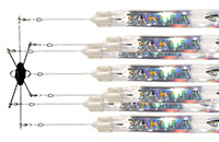 Pakula Fish Print Ranges